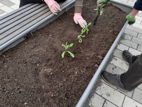 Zwei Menschen pflanzen mehrere Ringelblumen in ein Hochbeet am Stadtteilzentrum Stöcken